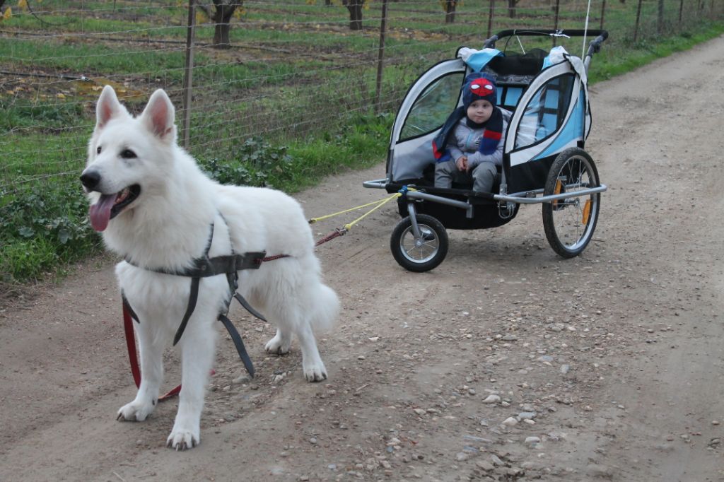 Accueil Elevage Du Plateau Ardennais Eleveur De Chiens Berger Blanc