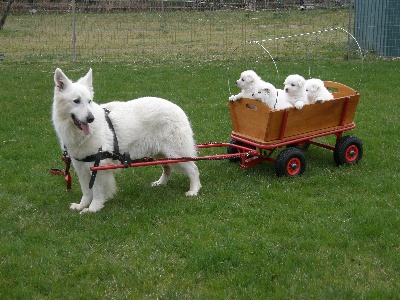 du plateau ardennais - Volf transporte ses petits enfants