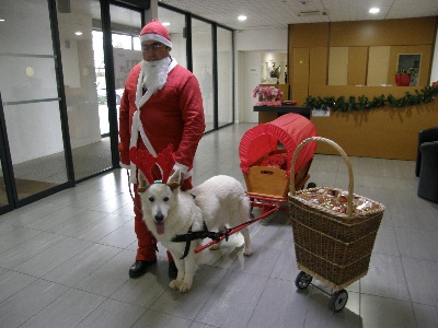 du plateau ardennais - Volf transporte les cadeaux 