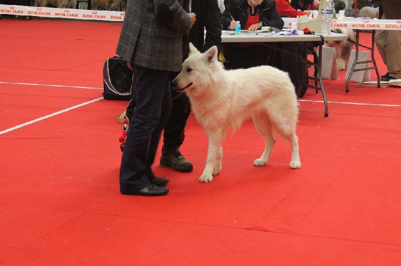 Isko du plateau ardennais