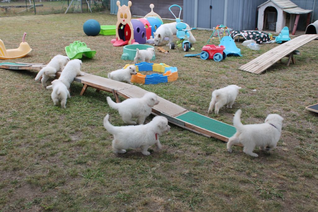 chiot Berger Blanc Suisse du plateau ardennais