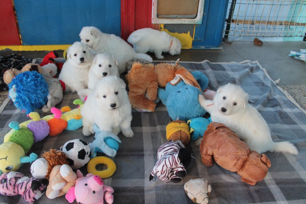 chiot Berger Blanc Suisse du plateau ardennais