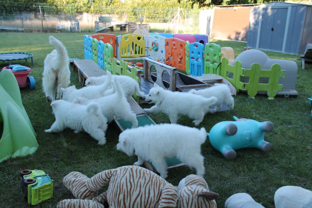 du plateau ardennais - Berger Blanc Suisse - Portée née le 23/08/2021