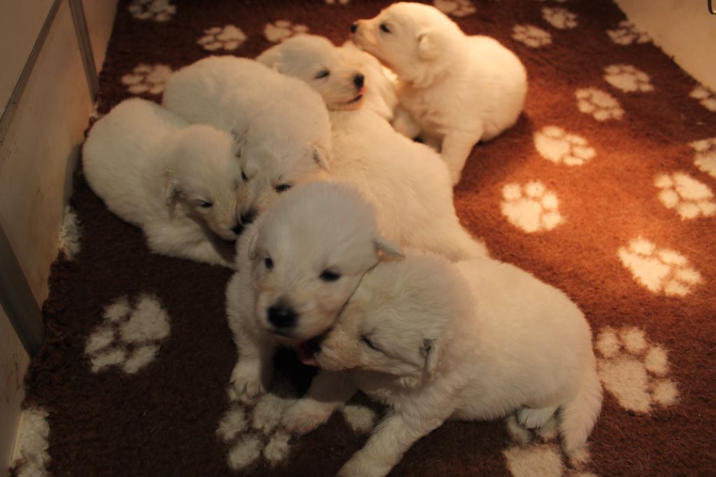 du plateau ardennais - Chiot disponible  - Berger Blanc Suisse