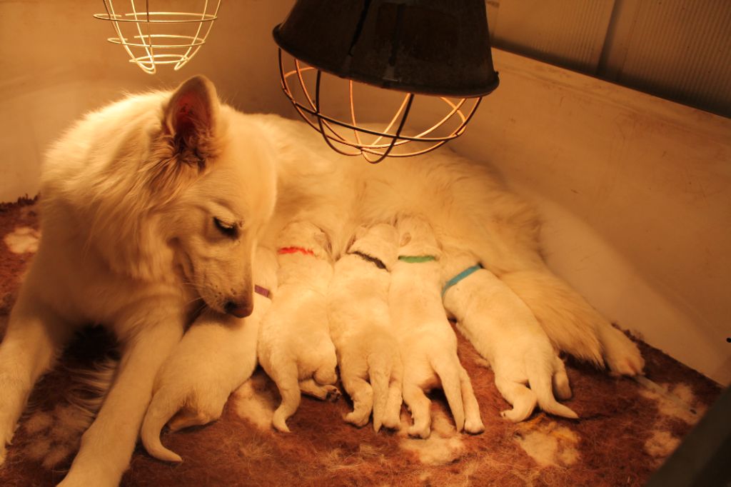 du plateau ardennais - Berger Blanc Suisse - Portée née le 09/02/2022