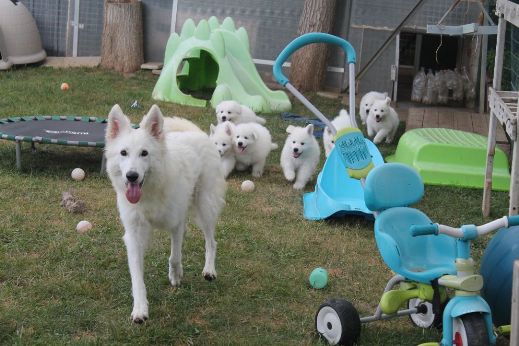 chiot Berger Blanc Suisse du plateau ardennais