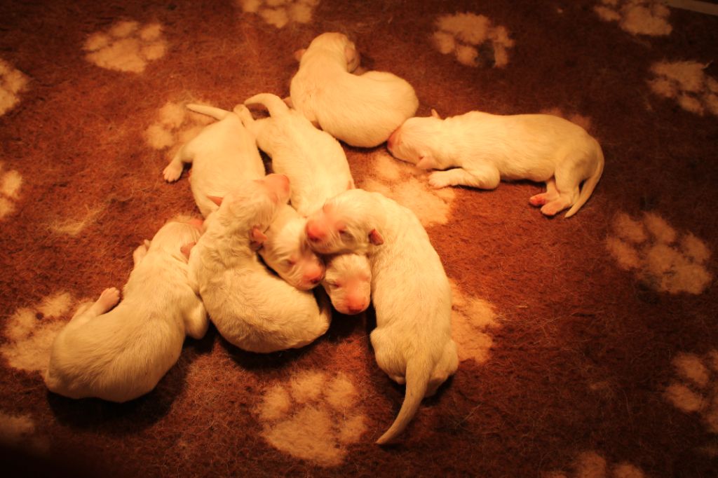 du plateau ardennais - Chiot disponible  - Berger Blanc Suisse