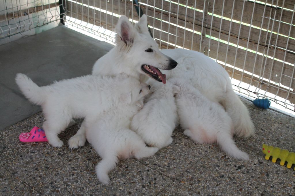 chiot Berger Blanc Suisse du plateau ardennais