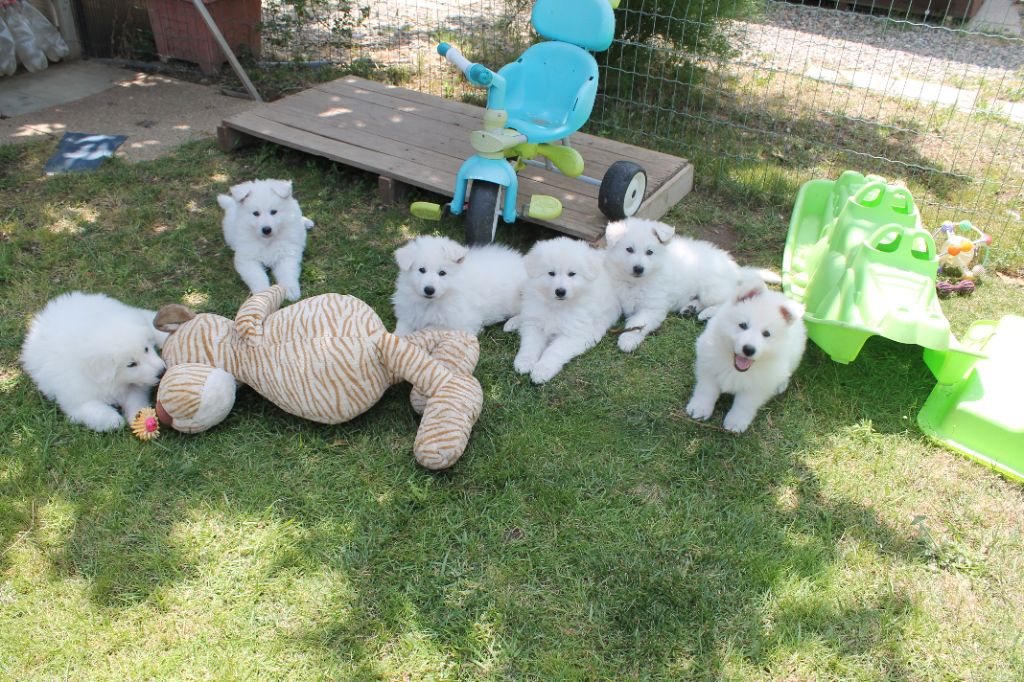 chiot Berger Blanc Suisse du plateau ardennais