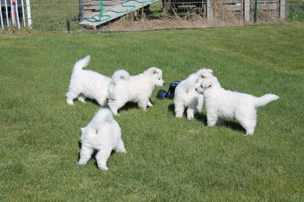 du plateau ardennais - Berger Blanc Suisse - Portée née le 30/01/2021