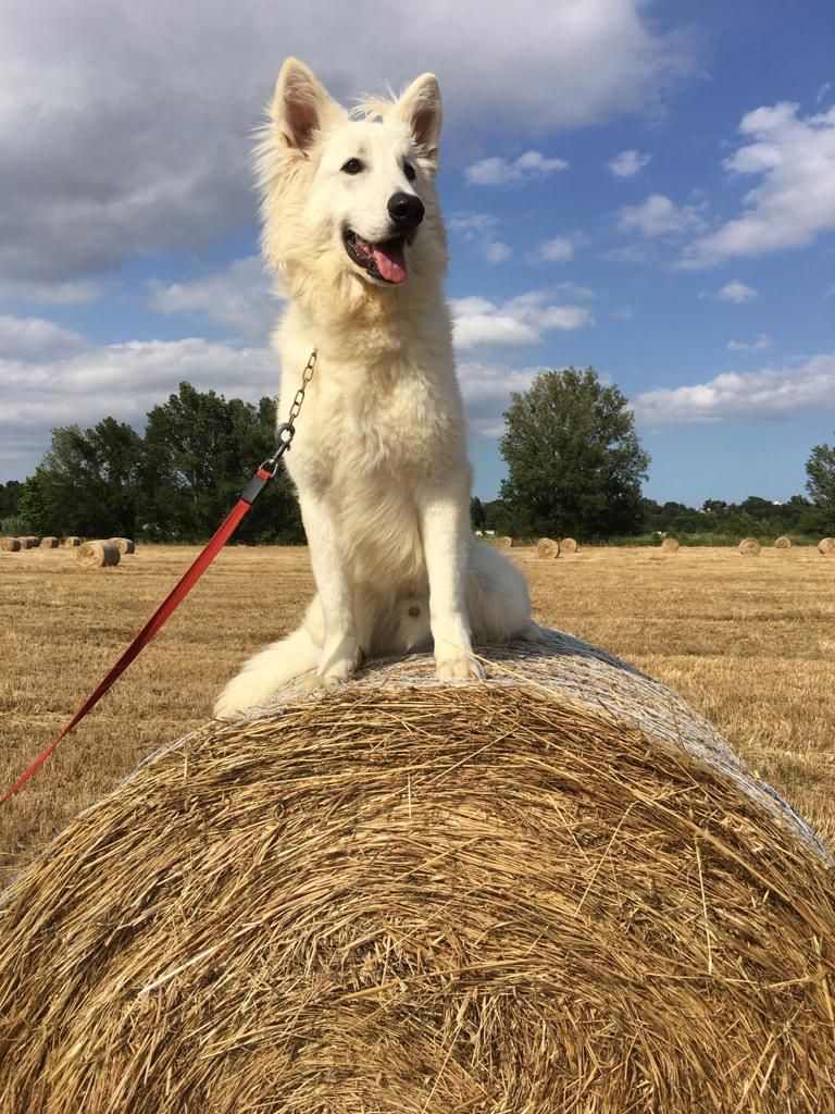 Rocky du plateau ardennais