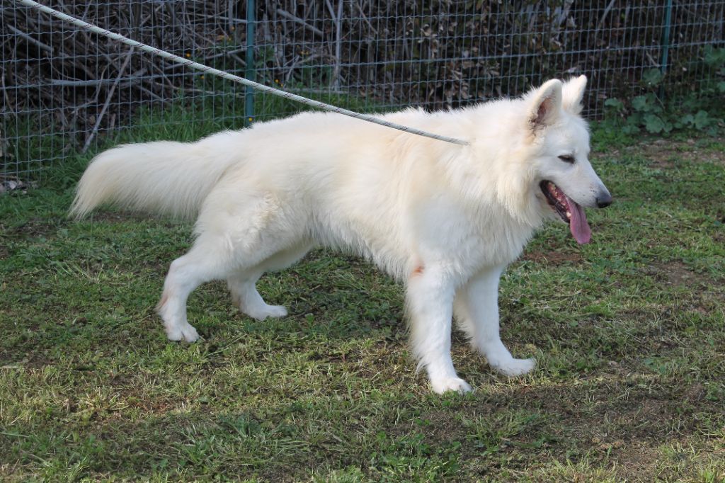 Thor du plateau ardennais