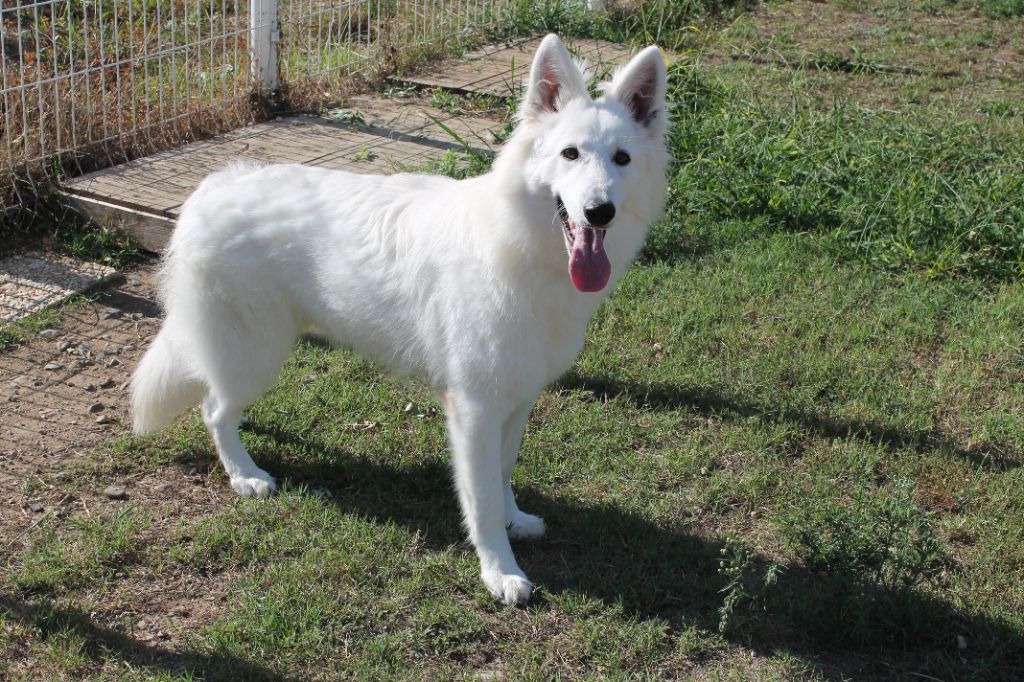 Apache du plateau ardennais