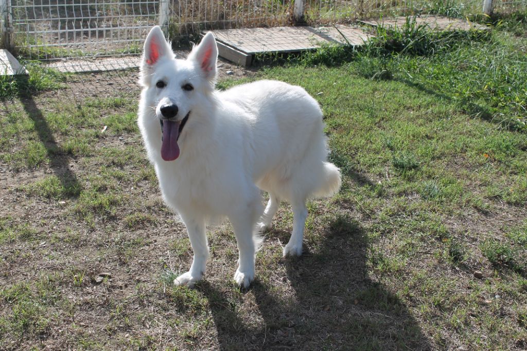 Tala du plateau ardennais