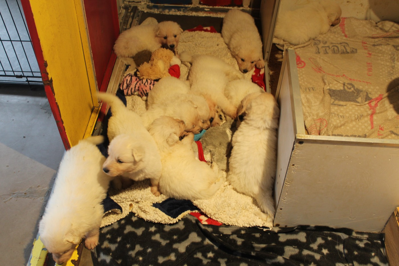 du plateau ardennais - Chiots disponibles - Berger Blanc Suisse