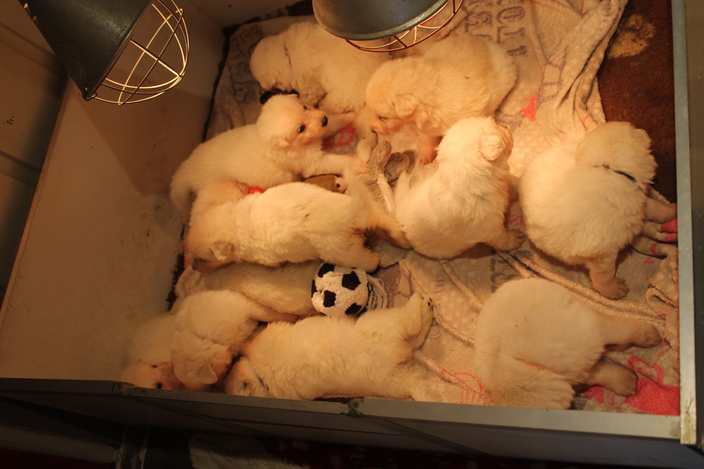 du plateau ardennais - Chiots disponibles - Berger Blanc Suisse