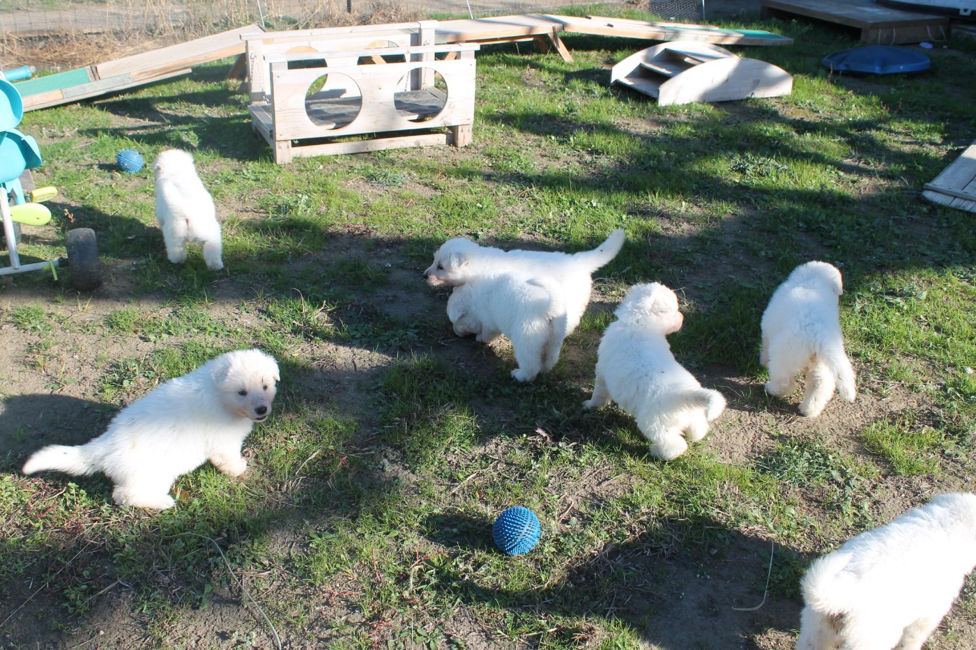 du plateau ardennais - Chiots disponibles - Berger Blanc Suisse
