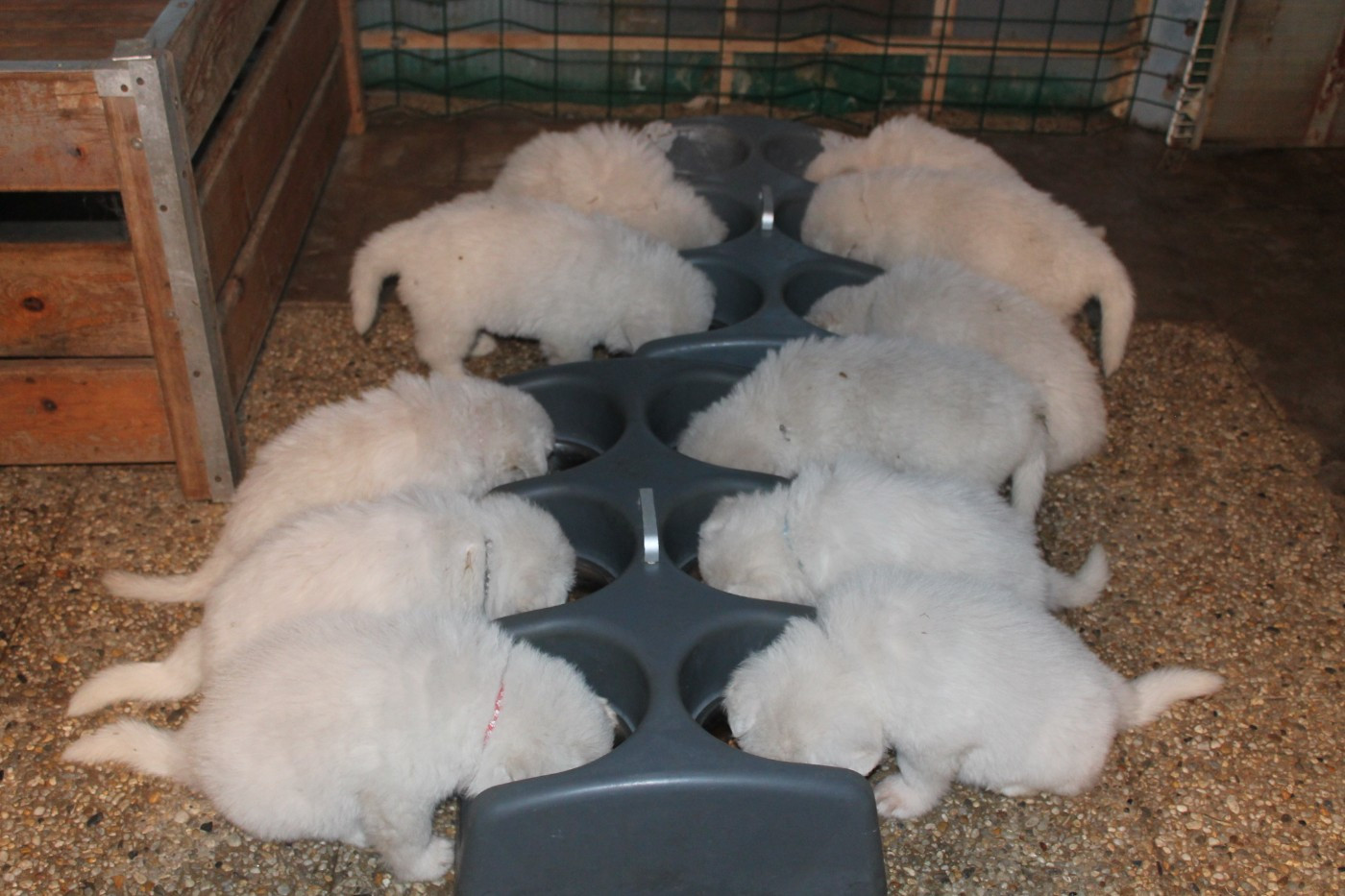 du plateau ardennais - Berger Blanc Suisse - Portée née le 28/10/2025