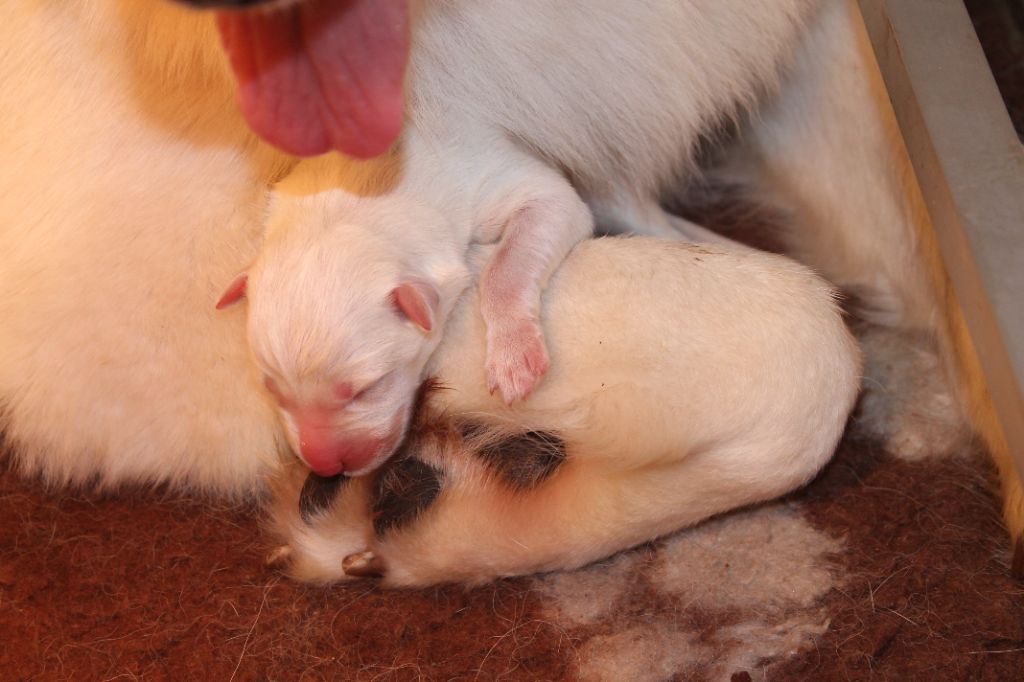 du plateau ardennais - Chiots disponibles - Berger Blanc Suisse