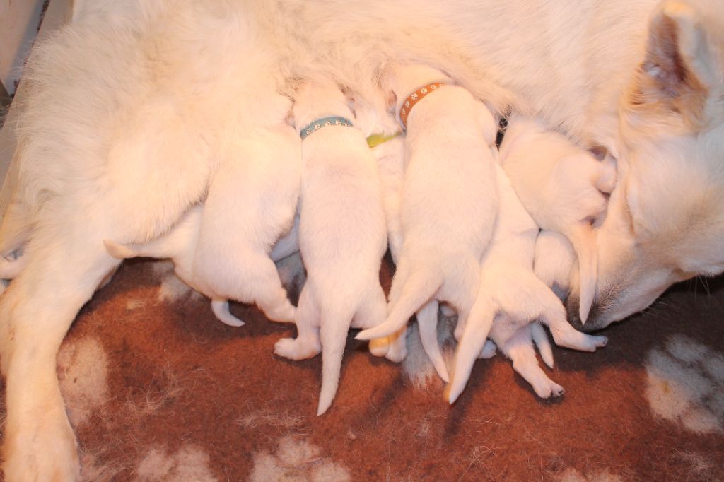 du plateau ardennais - Chiots disponibles - Berger Blanc Suisse