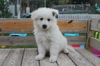OLAF