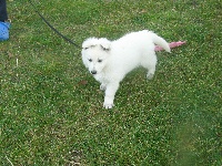 IWAN