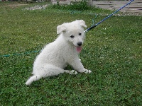 IZZY