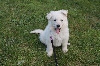NOVA