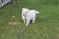 NOUSHKA
