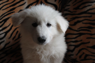 ATHENA