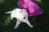 ORLA