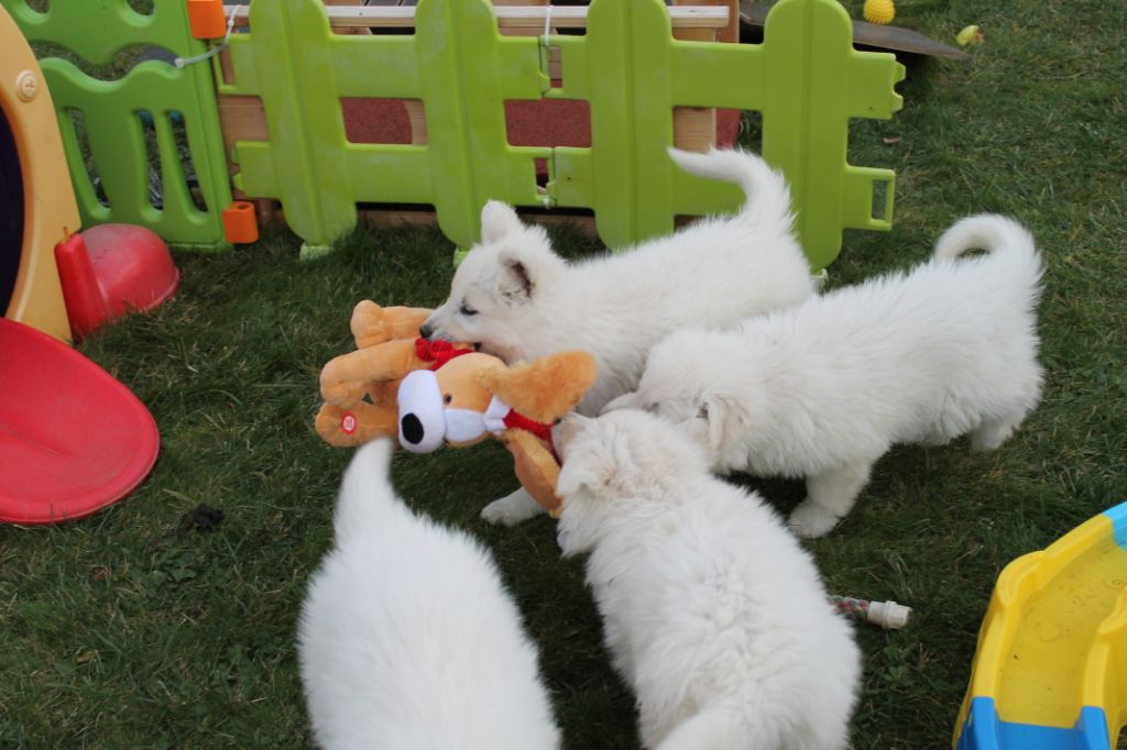 du plateau ardennais - Berger Blanc Suisse - Portée née le 31/10/2019