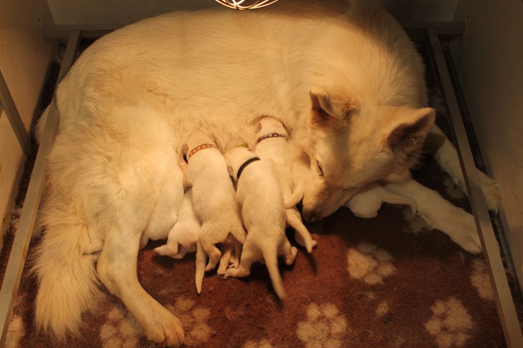du plateau ardennais - Chiots disponibles - Berger Blanc Suisse