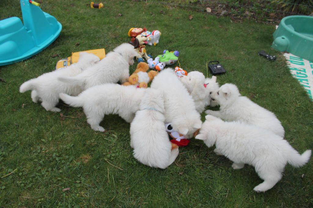 du plateau ardennais - Berger Blanc Suisse - Portée née le 29/09/2018