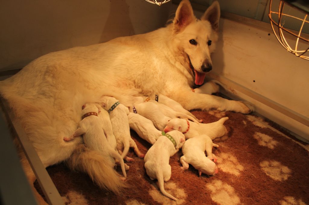 du plateau ardennais - Berger Blanc Suisse - Portée née le 28/10/2025